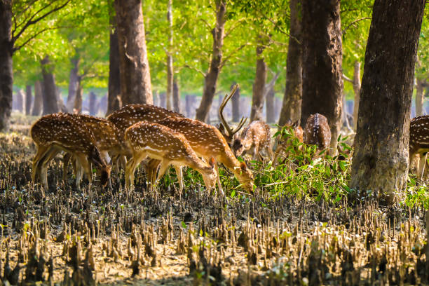 Sundarbans